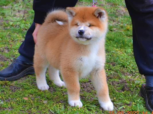 Akita Inu κουτάβια
